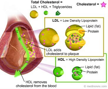 HDL-and-LDL-cholesterol