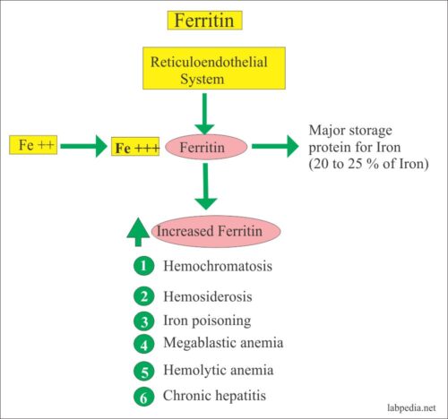 ferritin-3 ساختار فریتین