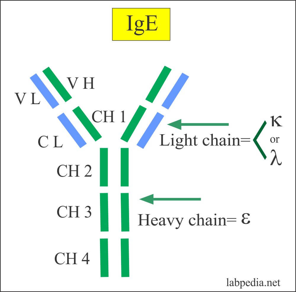 ساختار ایمونوگلوبولین IgE 