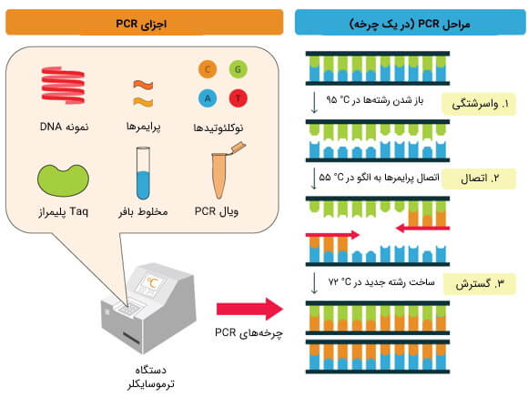 آزمایش PCR