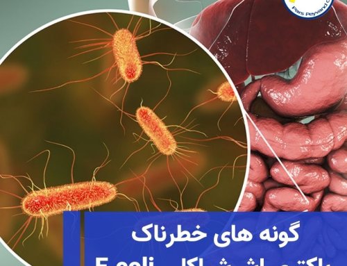 گونه های خطرناک باکتری اشرشیاکلی (E.coli) و ارتباط با سرطان