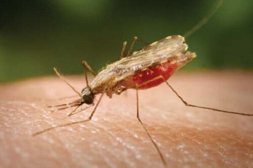 پشه آنوفل مالاریا